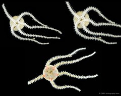 Ophioconis permixta•&copy; CMBS photography team•All Rights Reserved
