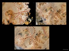 Ophiurida sp. "SEA-4412"•&copy; Rene Ong•All Rights Reserved