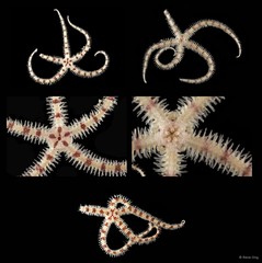 Ophiurida sp. "SEA-4412"•&copy; Rene Ong•All Rights Reserved