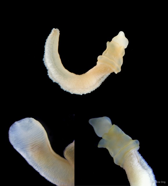 Enteropneusta sp. "Acorn worm 2"•&copy; Rene Ong•All Rights Reserved