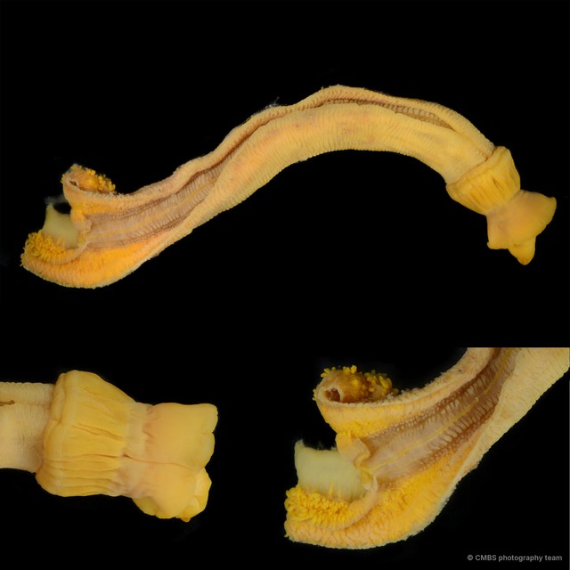 Enteropneusta sp. "Acorn worm 3"•&copy; CMBS photography team•All Rights Reserved