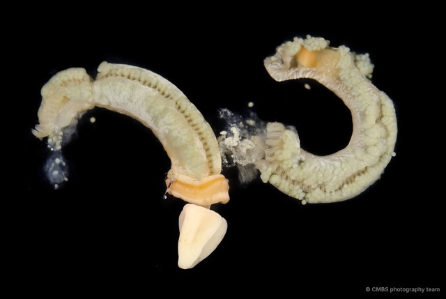 Enteropneusta sp. "Acorn worm JS-0560"•&copy; CMBS photography team•All Rights Reserved