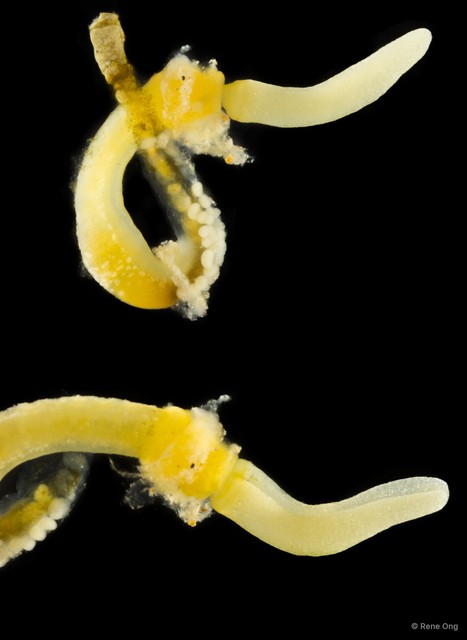 Enteropneusta sp. "Acorn worm SEA-3020"•&copy; Rene Ong•All Rights Reserved