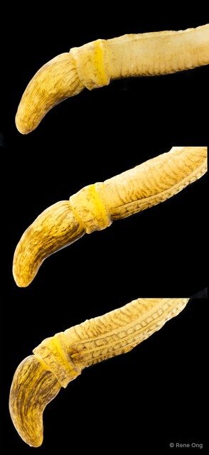 Enteropneusta sp. "Acorn worm SEA-4049"•&copy; Rene Ong•All Rights Reserved