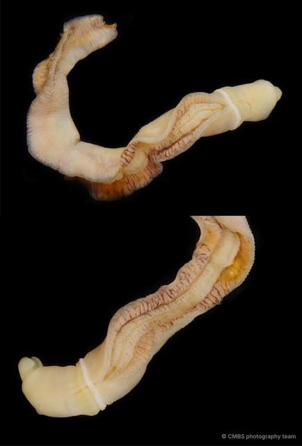 Ptychoderidae sp. "cf. Balanoglossus"•&copy; CMBS photography team•All Rights Reserved