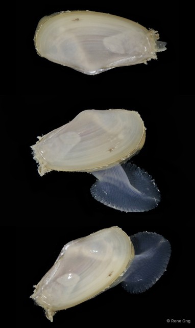 Bivalvia sp. "Bivalve 11"•&copy; Rene Ong•All Rights Reserved