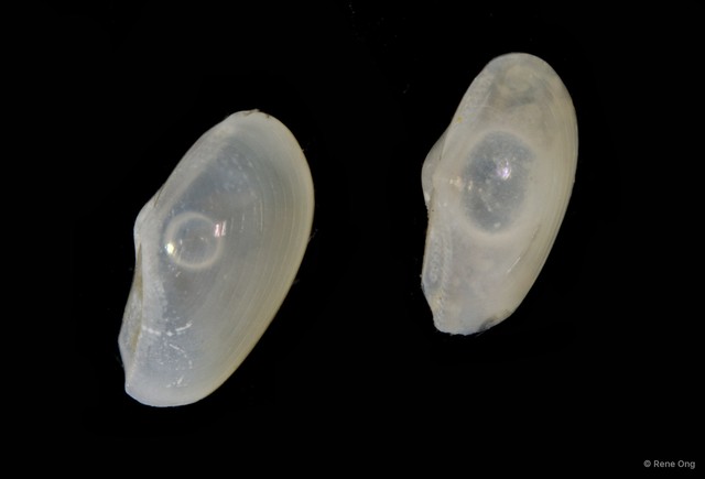 Bivalvia sp. "Bivalve 12"•&copy; Rene Ong•All Rights Reserved