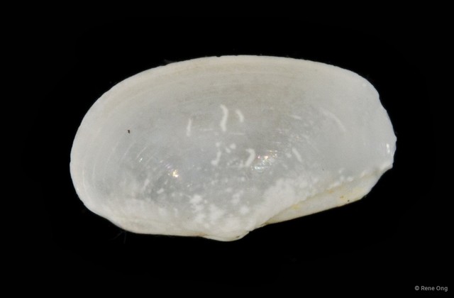 Bivalvia sp. "Bivalve 14"•&copy; Rene Ong•All Rights Reserved
