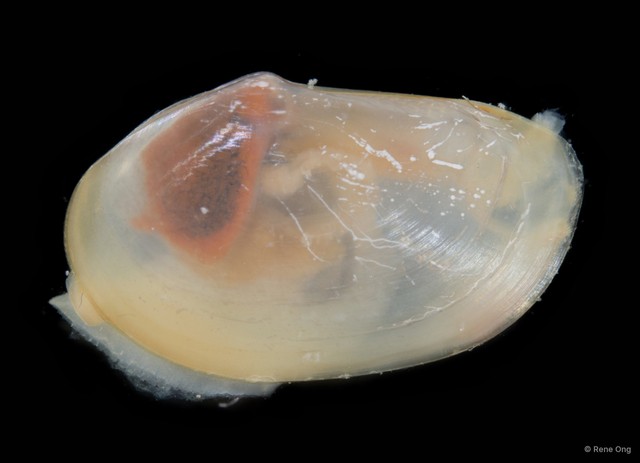 Bivalvia sp. "Bivalve 24"•&copy; Rene Ong•All Rights Reserved