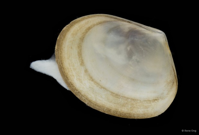 Bivalvia sp. "Bivalve 31"•&copy; Rene Ong•All Rights Reserved