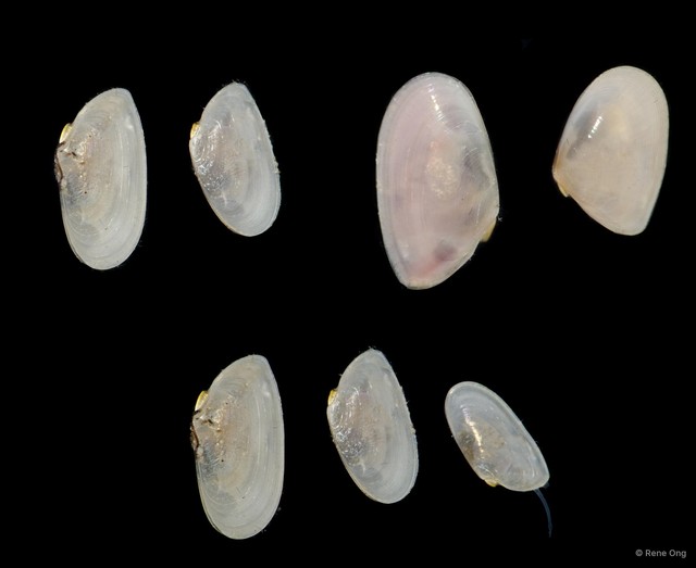 Bivalvia sp. "Bivalve 34"•&copy; Rene Ong•All Rights Reserved