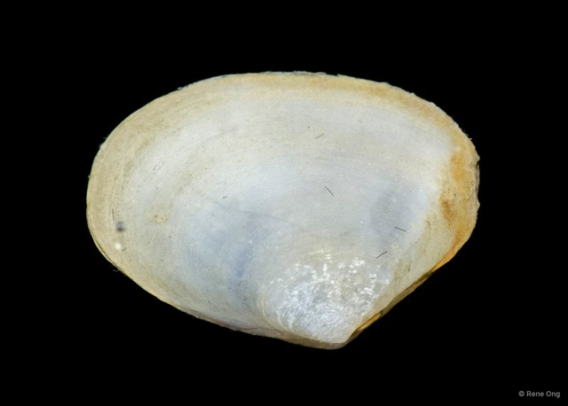 Bivalvia sp. "Bivalve 37"•&copy; Rene Ong•All Rights Reserved