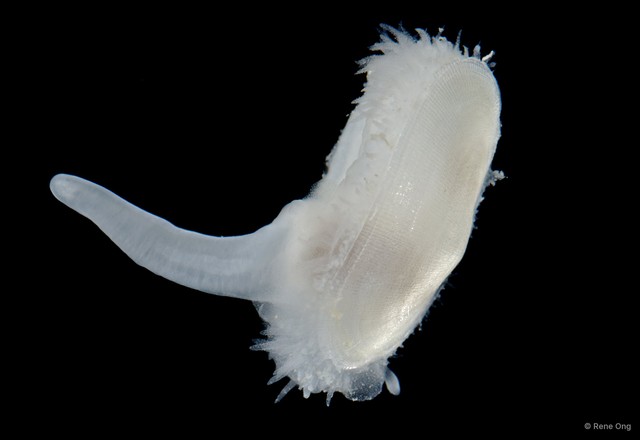 Bivalvia sp. "Bivalve 6"•&copy; Rene Ong•All Rights Reserved