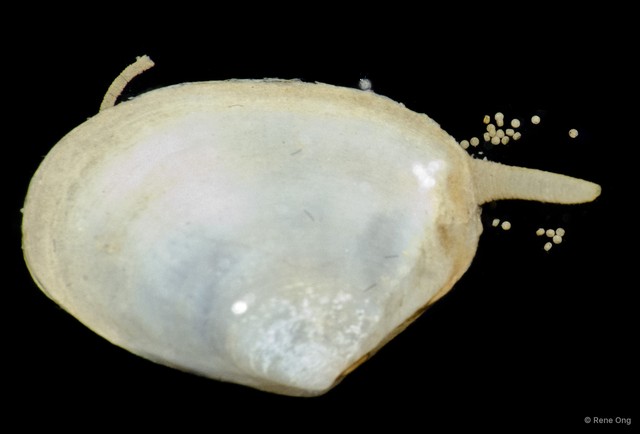 Bivalvia sp. "Clam 10"•&copy; Rene Ong•All Rights Reserved