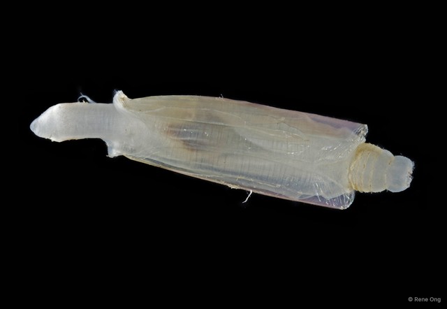 Bivalvia sp. "Razor clam 11"•&copy; Rene Ong•All Rights Reserved