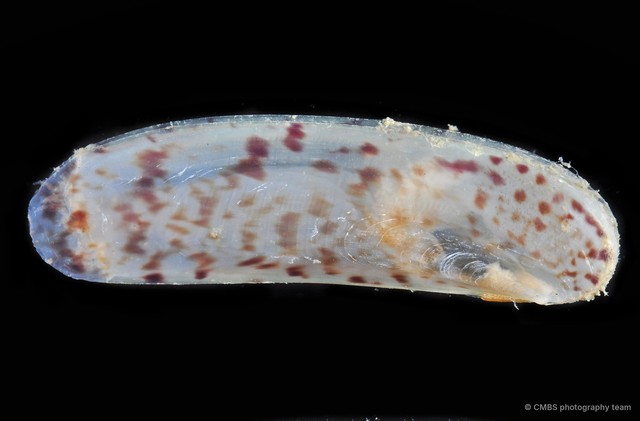 Pharidae sp. "e24c929c"•&copy; CMBS photography team•All Rights Reserved