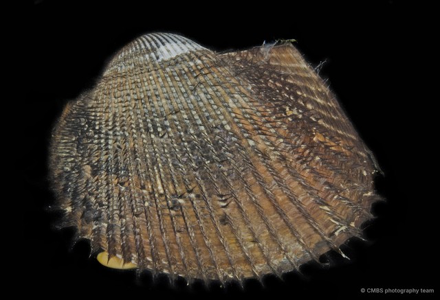 Arcidae sp. "1"•&copy; CMBS photography team•All Rights Reserved