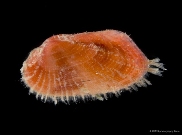 Arcidae sp. "bd1d160f"•&copy; CMBS photography team•All Rights Reserved