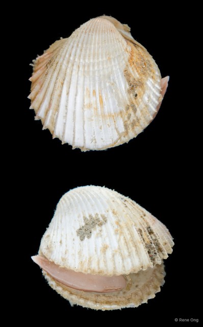 Cardiidae sp. "Cockle 2"•&copy; Rene Ong•All Rights Reserved