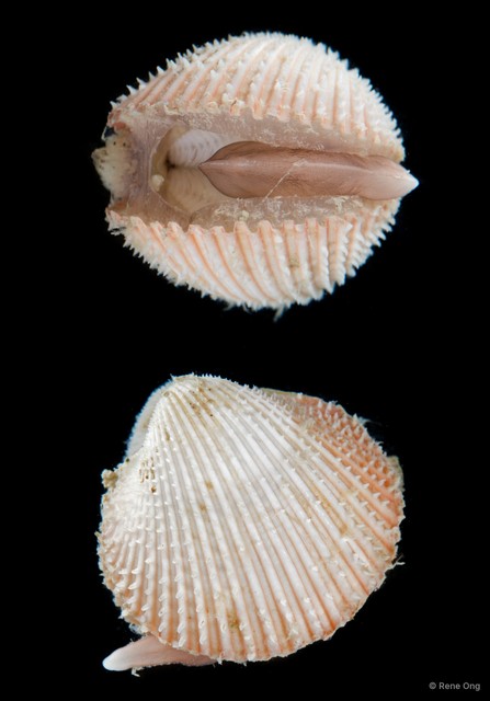 Cardiidae sp. "Cockle 3"•&copy; Rene Ong•All Rights Reserved