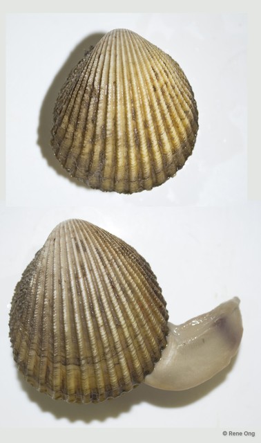 Cardiidae sp. "Cockle 4"•&copy; Rene Ong•All Rights Reserved