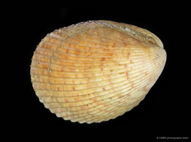Cardiidae sp. "e24c9234"•&copy; CMBS photography team•All Rights Reserved