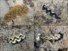 Tridacna crocea•&copy; Ria Tan•All Rights Reserved