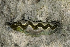 Tridacna crocea•&copy; Rene Ong•All Rights Reserved