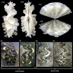 Tridacna squamosa•&copy; Neo Mei Lin•All Rights Reserved