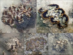 Tridacna squamosa•&copy; Ria Tan•All Rights Reserved