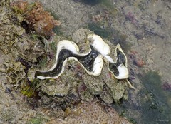 Tridacna squamosa•&copy; Rene Ong•All Rights Reserved