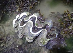 Tridacna squamosa•&copy; Rene Ong•All Rights Reserved