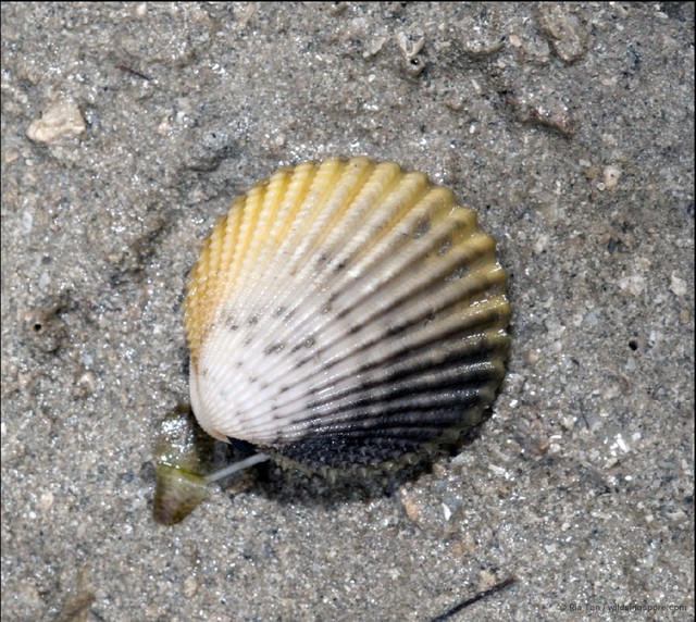 Vasticardium sp. "97ccaf91"•&copy; Ria Tan•All Rights Reserved