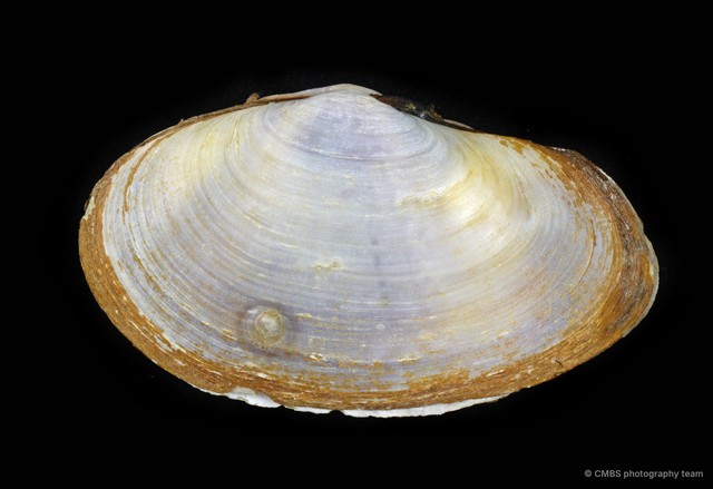 Hiatula sp. "e24c9242"•&copy; CMBS photography team•All Rights Reserved