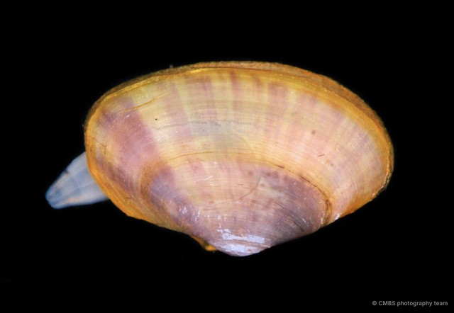Tellinides sp. "e24c92c5"•&copy; CMBS photography team•All Rights Reserved