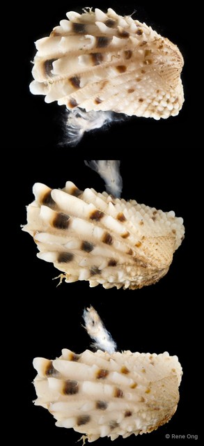 Cardita variegata•&copy; Rene Ong•All Rights Reserved
