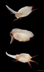 Scintilla philippinensis•&copy; Rene Ong•All Rights Reserved
