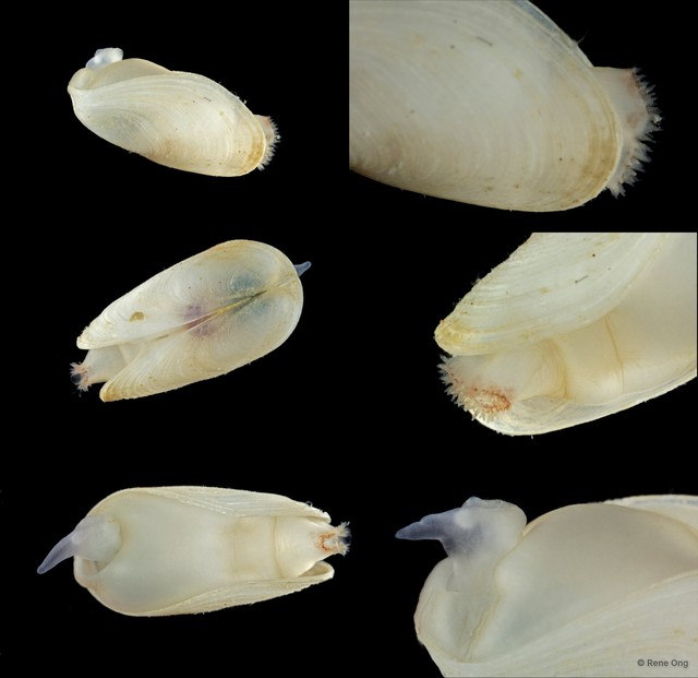 Gastrochaena sp. "f0e29cb9"•&copy; Rene Ong•All Rights Reserved