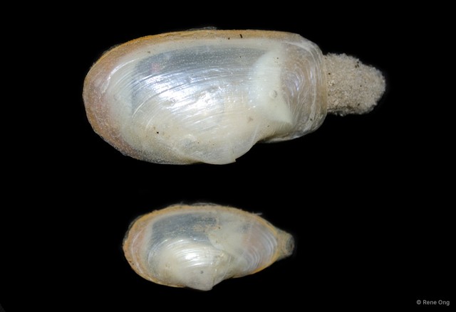 Laternulidae sp. "Lantern shell 3"•&copy; Rene Ong•All Rights Reserved