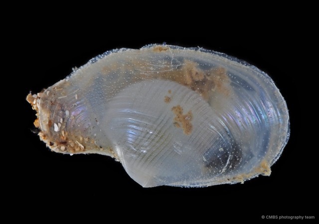 Laternula sp. "1"•&copy; CMBS photography team•All Rights Reserved