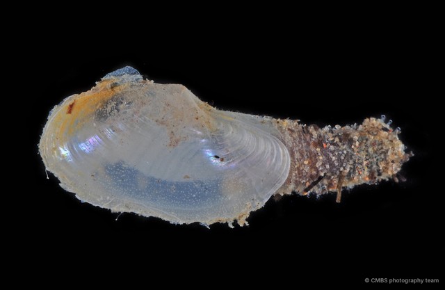 Laternula sp. "2"•&copy; CMBS photography team•All Rights Reserved