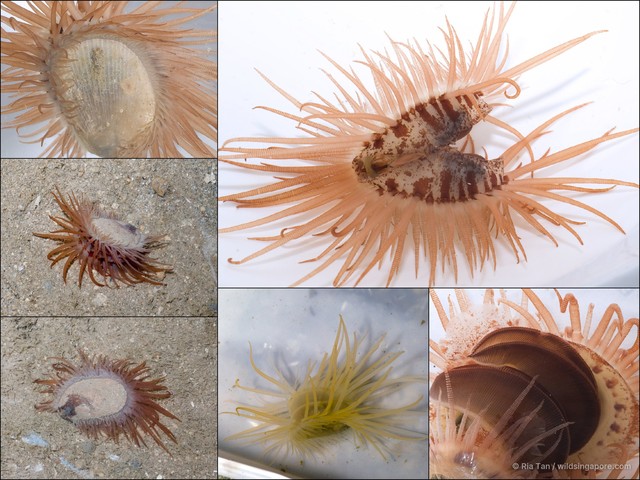 Limaria sp. "97ccafa0"•&copy; Ria Tan•All Rights Reserved