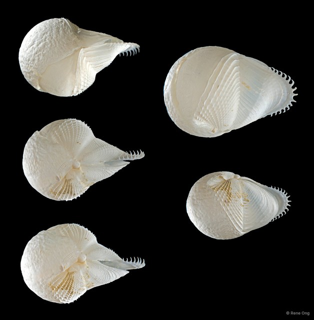 Jouannetia sp. "1"•&copy; Rene Ong•All Rights Reserved