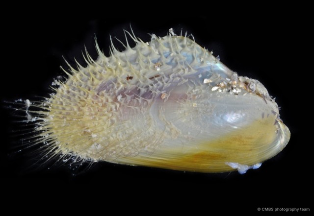 Modiolus sp. "cf. metcalfei"•&copy; CMBS photography team•All Rights Reserved