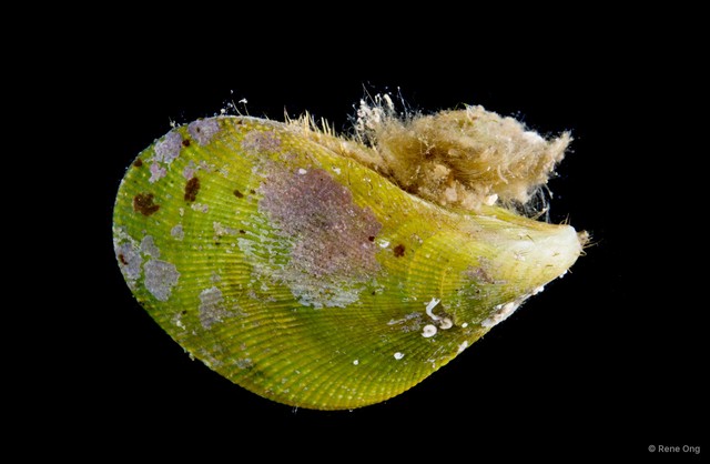 Septifer bilocularis•&copy; Rene Ong•All Rights Reserved