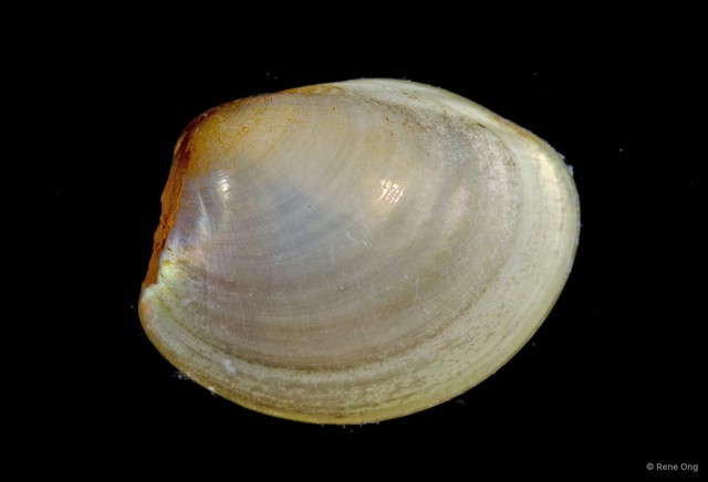 Ennucula sp. "1"•&copy; Rene Ong•All Rights Reserved