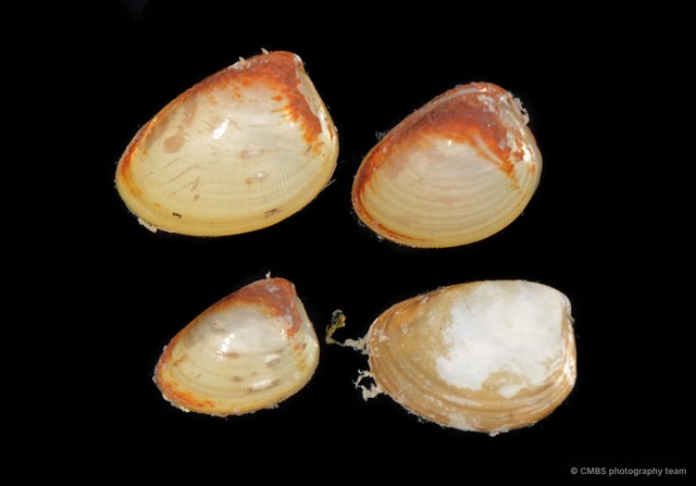 Ennucula sp. "2"•&copy; CMBS photography team•All Rights Reserved