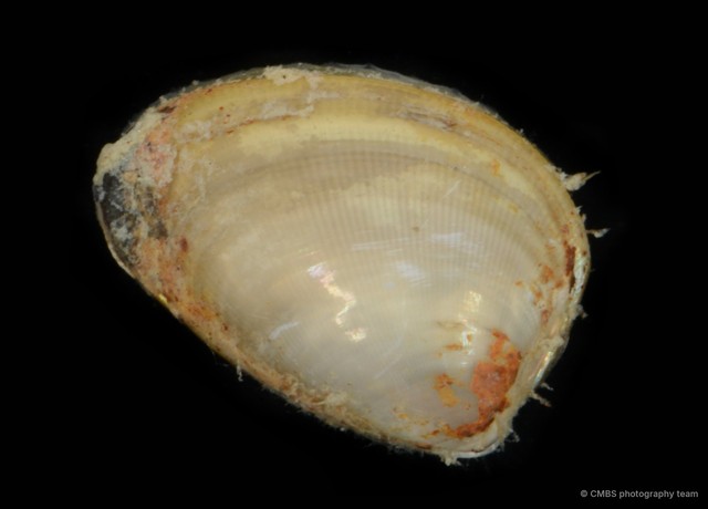 Ennucula sp. "3"•&copy; CMBS photography team•All Rights Reserved
