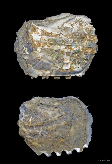 Ostreidae sp. "Comb oyster"•&copy; Rene Ong•All Rights Reserved