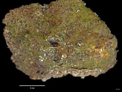 Ostreidae sp. "IP0107"